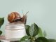 Snail, jar of skin cream on green leaves background. Snail slime. Beauty clinic concept.