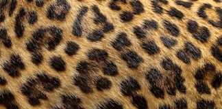 Why Lion Skin Is So Famous